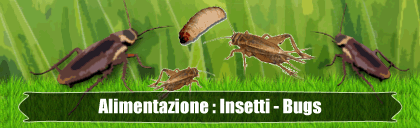 insetti