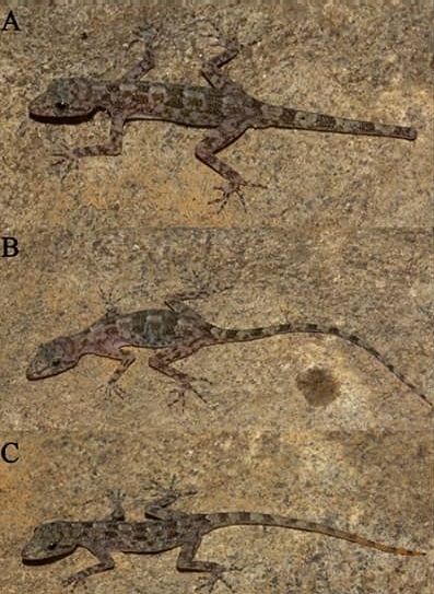 Cnemaspis krishnagiriensis sp. nov.