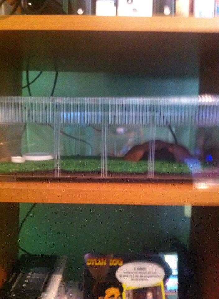 fauna allestimento.jpg