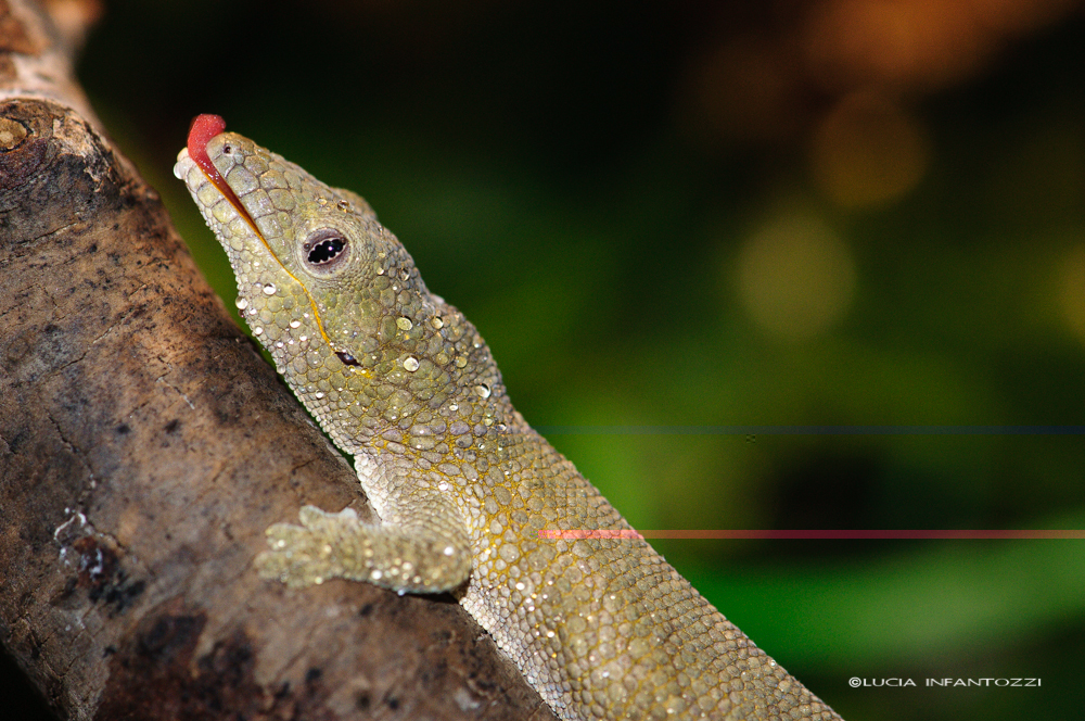 E. agricolae female