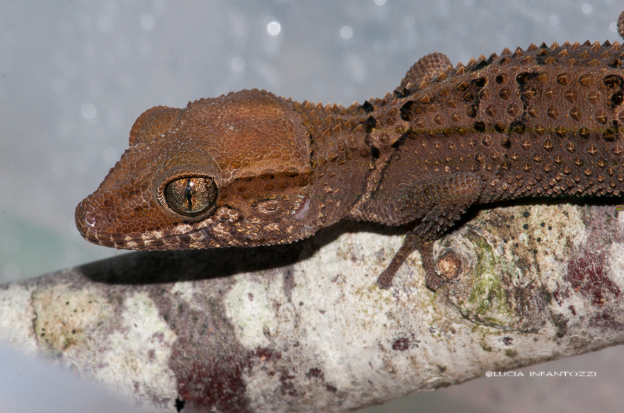 P. stumpffi female 2