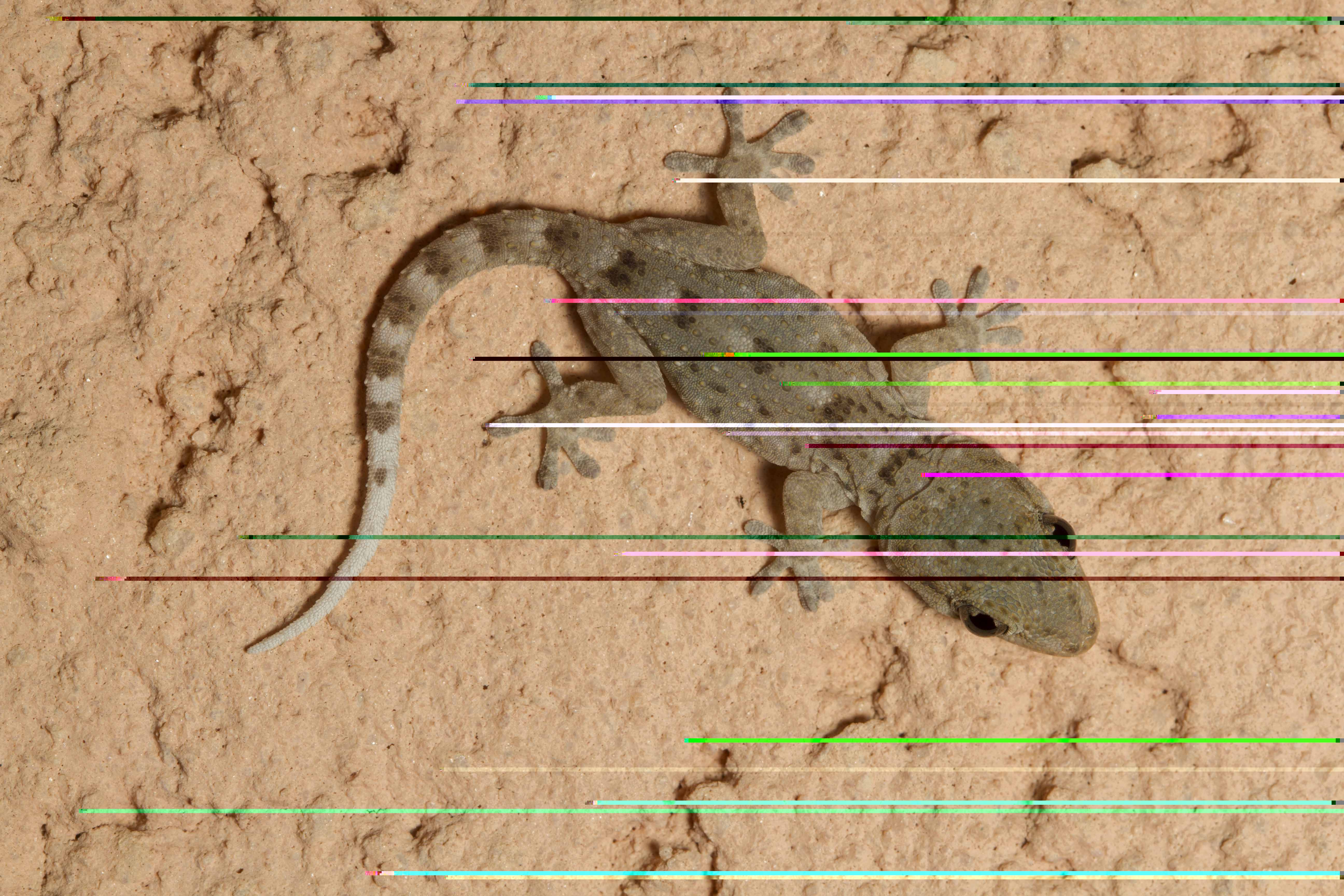 Baby di [i]Tarentola delalandii[/i] ripreso in notturna (notare il colore molto più chiaro rispetto ai gechi in attività diurna)