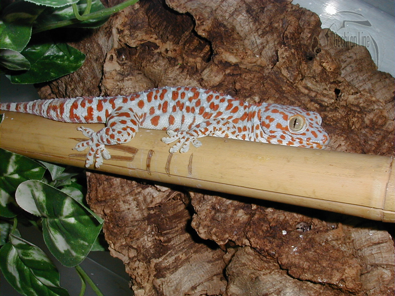Gekko gecko - Maschio adulto, purtroppo questo esemplare non c'è più ma ho scelto la sua foto perchè l'attuale maschio adulto non è come lui! Speriamo nei 2 maschi in crescita :D