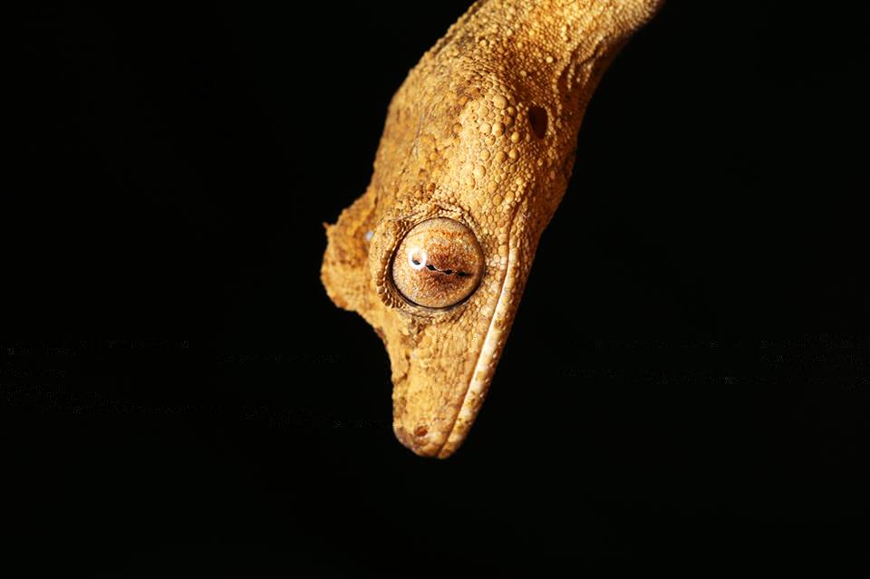 Uroplatus guentheri