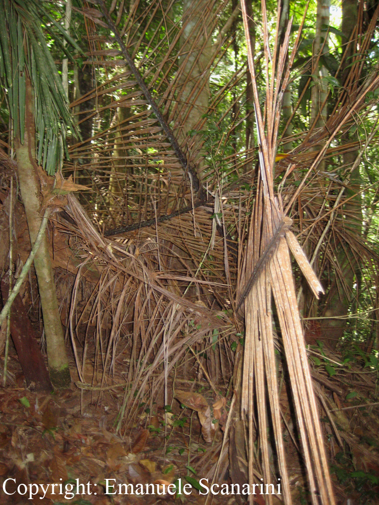 Uroplatus lineatus - habitat