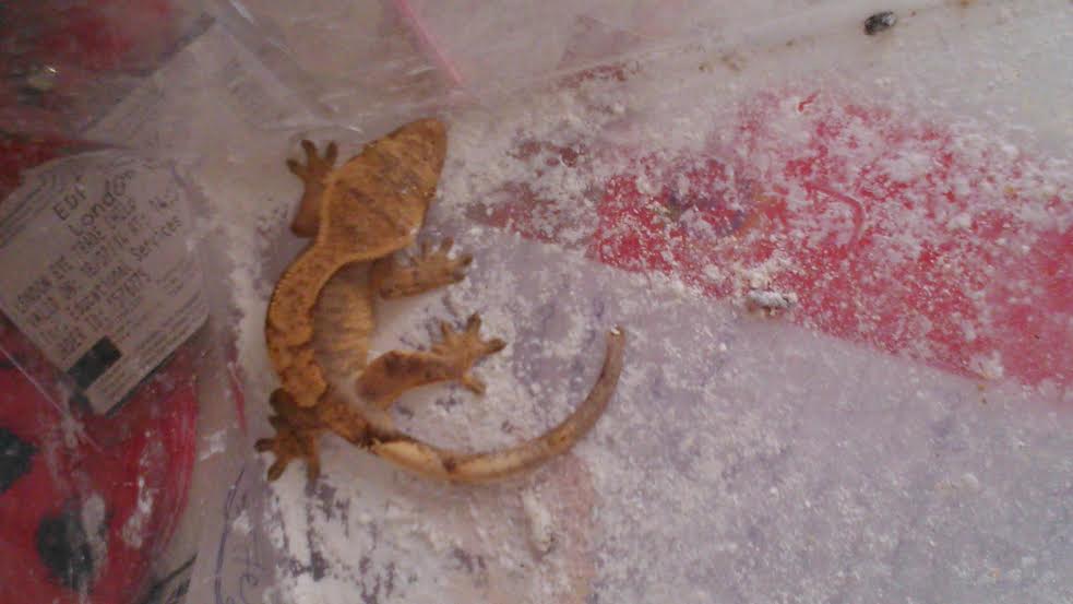 gecko ciliatus.jpg