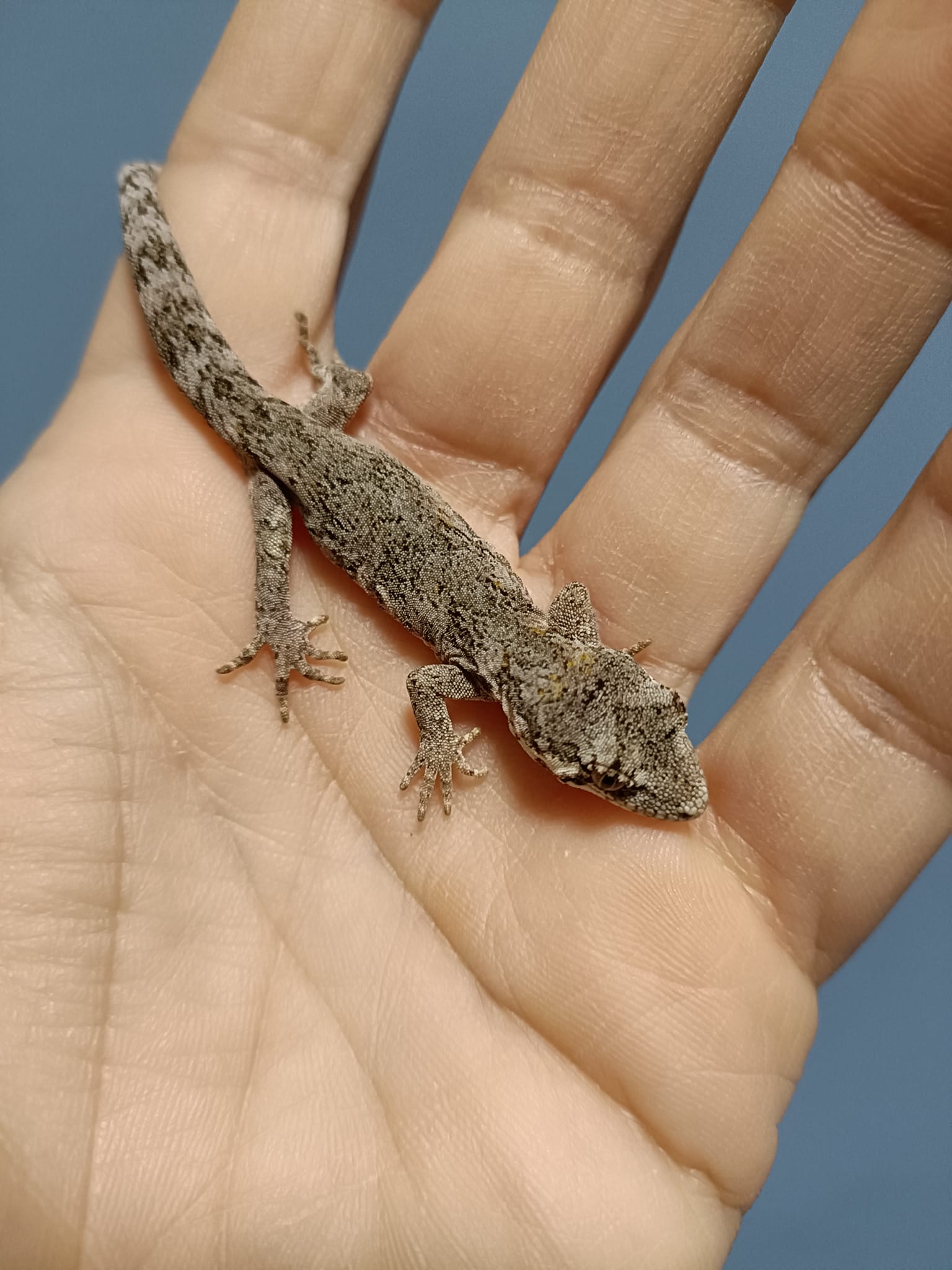 Mokopirirakau granulatus