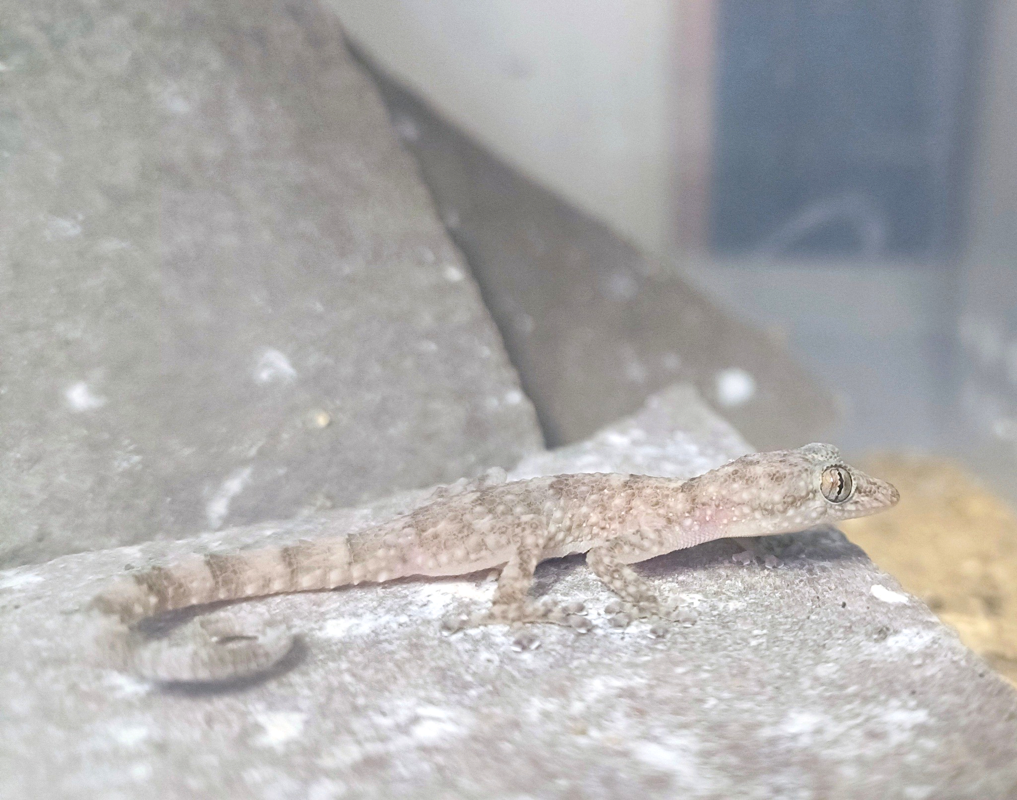 Giovane maschio, Asaccus montanus