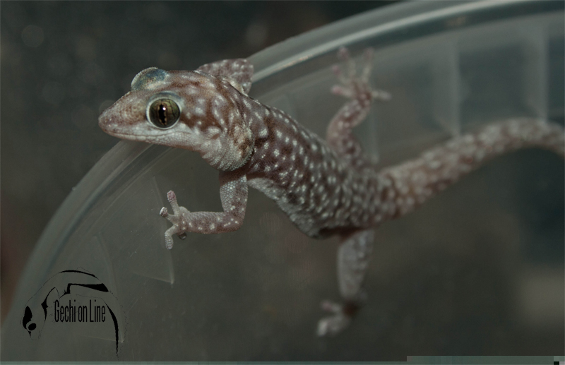 Pachydactylus maraisi