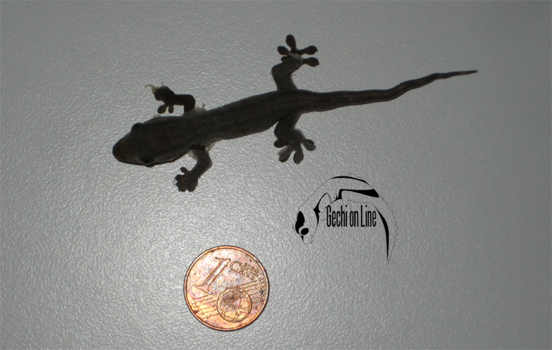 Ailuronyx_seychellensis_2014.jpg