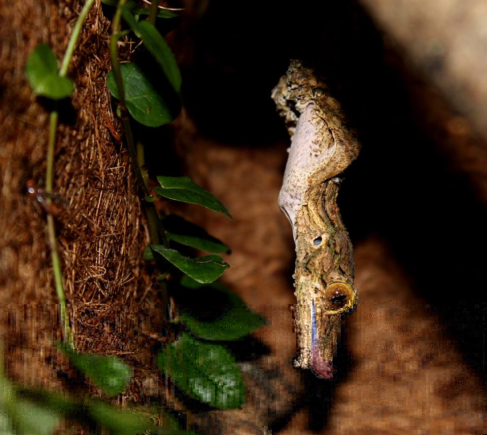 Uroplatus sikorae