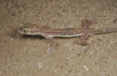 stenodactylusarabicus4yt6.jpg