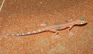 stenodactylusarabicus5.jpg