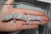 African_fat_tail_gecko_ghost.jpg