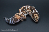 African_fat_tail_gecko_white_out.jpg