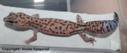 African_fat_tail_gecko_White_out_patternless.jpg