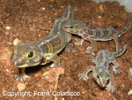 holodactylus africanus mom and babys.jpg