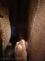 gecko gecko.jpg