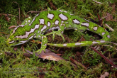 Naultinus gemmeus male Jewelled gecko 1.jpg