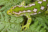 Naultinus gemmeus male Jewelled gecko 4.jpg