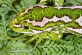 Naultinus gemmeus male Jewelled gecko 5.jpg