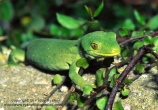 Naultinus manukanus Marlborough green gecko.jpg