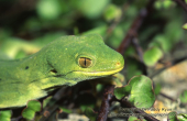 Naultinus manukanus Marlborough green gecko head shot.jpg