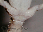 hemidactylus_triedrus_maschio.jpg