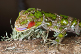 naultinus stellatus nelson green gecko 7.jpg