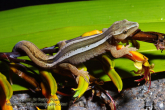 Hoplodactylus chrysosireticus Goldstripe gecko.jpg