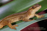 Hoplodactylus chrysosireticus Goldstripe gecko 2.jpg