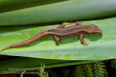 Hoplodactylus chrysosireticus Goldstripe gecko 3.jpg