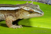 Hoplodactylus chrysosireticus Goldstripe gecko head shot.jpg