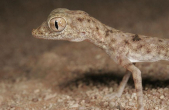 stenodactyluskhobarensis.jpg