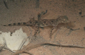 stenodactyluskhobarensis4.jpg