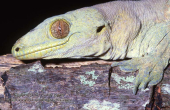 Gehyra vorax Voracious gecko.jpg
