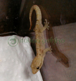 Lepidodactylus lugubris.jpg
