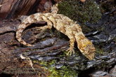 Hoplodactylus granulatus Forest gecko.jpg