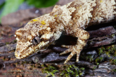 Hoplodactylus granulatus Forest gecko head shot.jpg