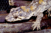Hoplodactylus granulatus Forest gecko head shot 2.jpg