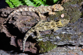 Hoplodactylus granulatus Forest gecko pair.jpg