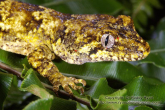 Hoplodactylus granulatus Forest gecko TK1.jpg