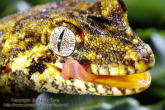 Hoplodactylus granulatus Forest gecko TK4.jpg