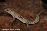 pachydactylus capensis from parys_free state.jpg