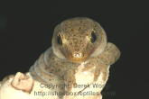 Hoplodactylus maculatus 3.jpg