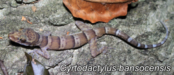Cyrtodactylus_bansocensis.jpg