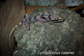 Cyrtodactylus_calamei.jpg
