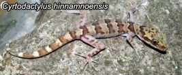 Cyrtodactylus_hinnamnoensis.jpg