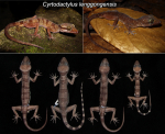 Cyrtodactylus_lenggongensis copia.jpg