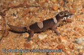 Cyrtodactylus_rishivalleyensis.jpg
